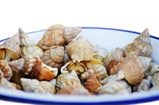 A bunch of sea shells on the plate | Stock image | Colourbox