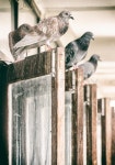 Pigeons hanging on the windows. Vintage ... | Stock image | Colourbox