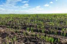Photographed close-up of green wheat ... | Stock image | Colourbox