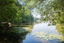 Pond with willow branch on the ... | Stock image | Colourbox
