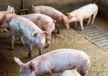 Small pigs on a farm | Stock image | Colourbox