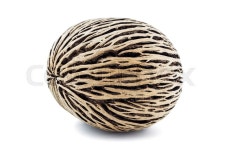 Dried cerbera oddloams seed, pong pong ... | Stock image | Colourbox