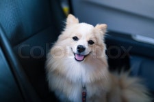 Brown Pomeranian dog looking forward in ... | Stock image | Colourbox