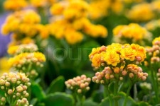 The beautiful Kalanchoe flower in ... | Stock image | Colourbox