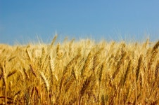 Barley field | Stock image | Colourbox