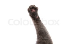 Gray cat paw on white background | Stock image | Colourbox