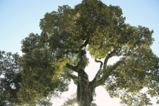 Forest trees. nature green wood ... | Stock image | Colourbox