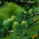 Two Young Sprouts Green Fir Cones into ... | Stock image | Colourbox