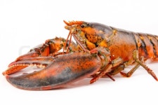 Fresh live lobster | Stock image | Colourbox