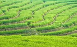 Beautiful green rice field terrace in ... | Stock image | Colourbox