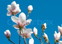 Pink magnolia | Stock image | Colourbox