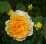 Yellow flower in the garden at autumn | Stock image | Colourbox