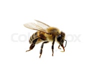 Bee isolated on the white. macro of a ... | Stock image | Colourbox