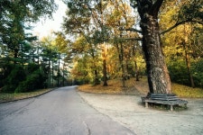 Road in the park with a bench under a ... | Stock image | Colourbox