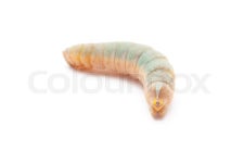 Hawk-moth caterpillar | Stock image | Colourbox