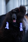 Preparation of a Great Royal Poodle for ... | Stock image | Colourbox