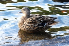 Duck | Stock image | Colourbox