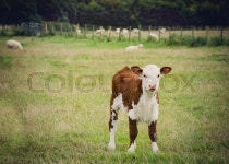 Young cow standing close to  Lacock ... | Stock image | Colourbox