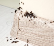 Ants in the house on the baseboards and ... | Stock image | Colourbox