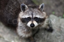 Raccoon in the forest in the natural ... | Stock image | Colourbox