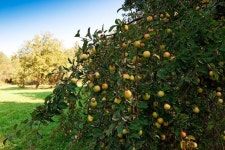 Apple tree with fruit in the orchard | Stock image | Colourbox