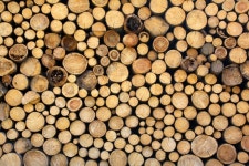 Wooden logs | Stock image | Colourbox