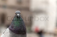 Close-up on a pigeon. City bird. | Stock image | Colourbox