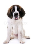 Young saint bernard in front of white ... | Stock image | Colourbox