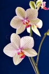 Orchid flower | Stock image | Colourbox