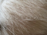 Dog fur | Stock image | Colourbox