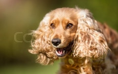 Healthy purebred dog photographed ... | Stock image | Colourbox