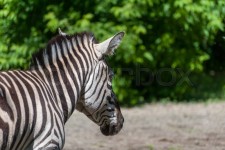 Portrait of a zebra close-up . (Equus ... | Stock image | Colourbox