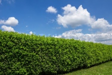 Green hedge in a garden, with blue sky ... | Stock image | Colourbox