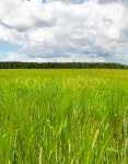 Agricultural field with green immature ... | Stock image | Colourbox
