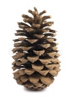 Single brown pine cone isolated on ... | Stock image | Colourbox
