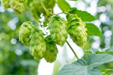 Detail of hop cones in the hop field ... | Stock image | Colourbox