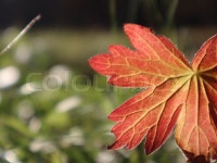 Blad i solen | Stock image | Colourbox