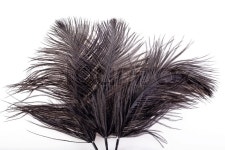 Fan of black feathers on white ... | Stock image | Colourbox