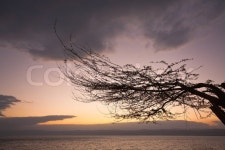 Palm trees in sunset sky | Stock image | Colourbox