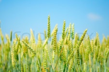 A field of wheat | Stock image | Colourbox
