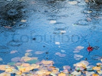 Fallen from a tree leaves on in a ... | Stock image | Colourbox