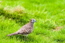 Close up of Zebra Dove on green grass. ... | Stock image | Colourbox