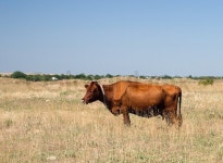 Brown cow | Stock image | Colourbox