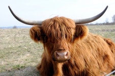 Highland cattle | Stock image | Colourbox