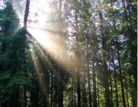 Forest | Stock image | Colourbox