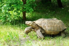 Large tortoise at the zoo. Large ... | Stock image | Colourbox
