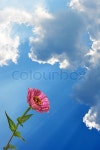 Flower Zinnia and sky | Stock image | Colourbox