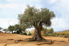 Olive tree | Stock image | Colourbox