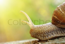 Snail and nature | Stock image | Colourbox