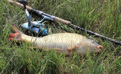 Fishing catch - carp | Stock image | Colourbox